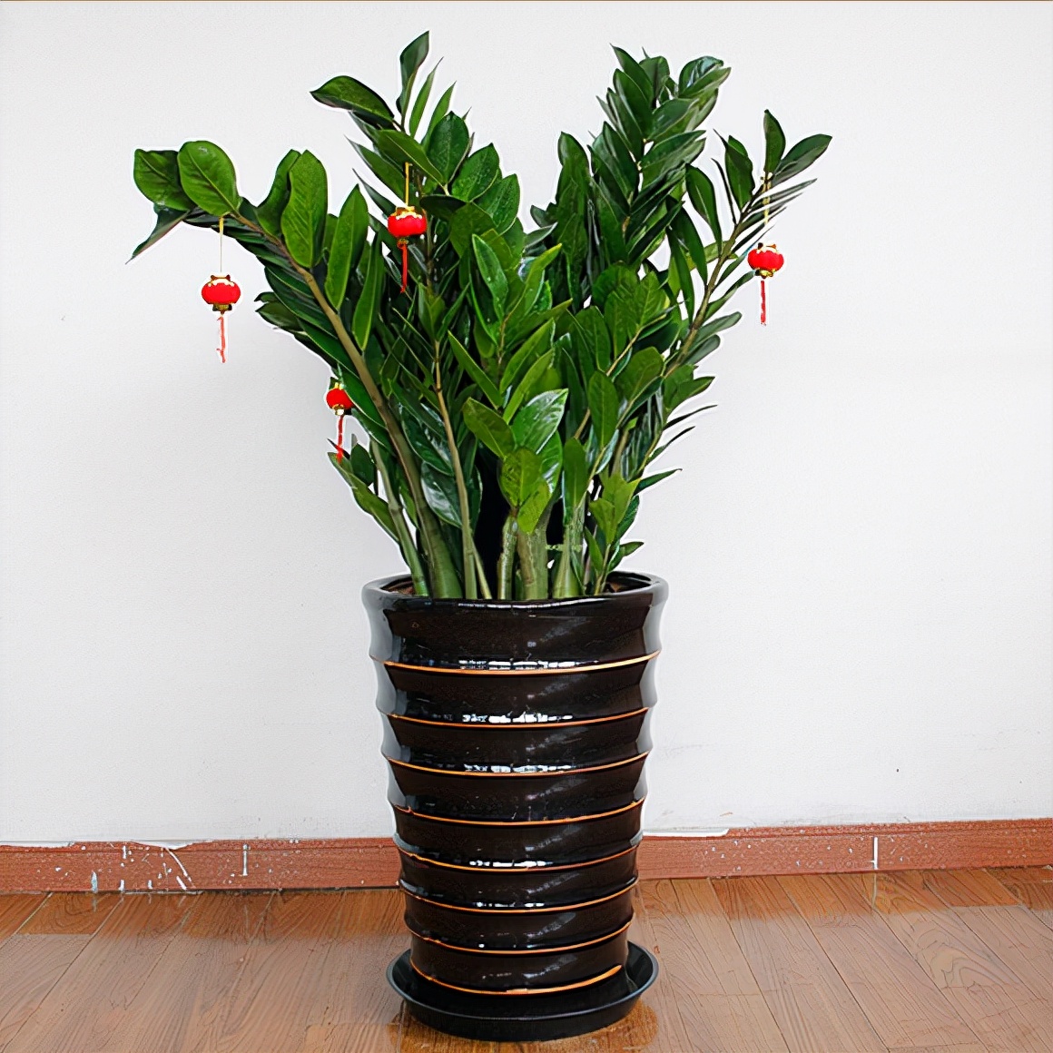 人养花一时养人一生,人养花同时花也养人