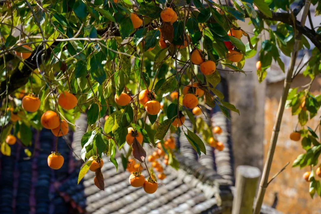 中国最美秋色篁岭晒秋,篁岭体验闻名遐迩的晒秋