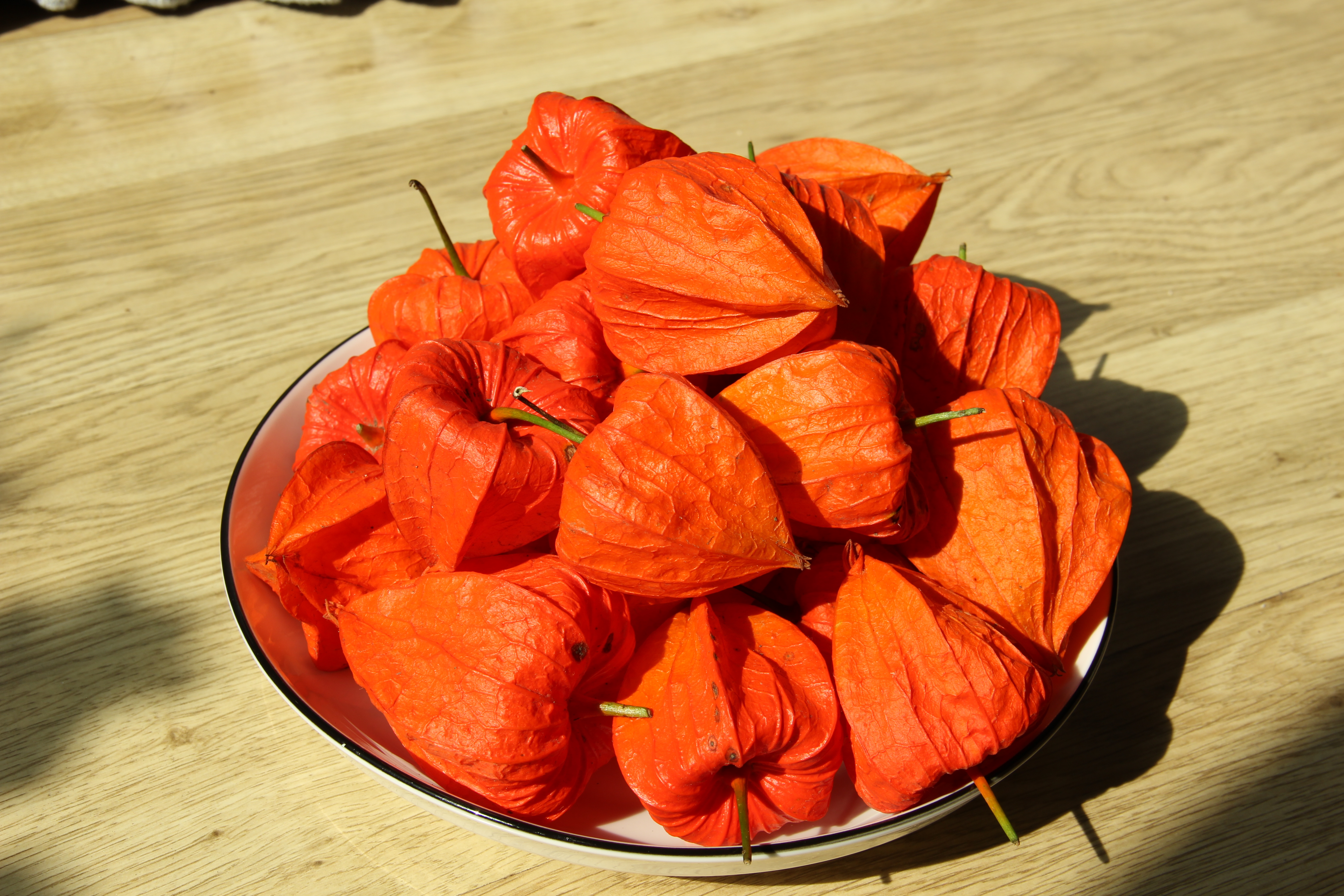 东北红姑娘图片大全,东北红姑娘种植技术