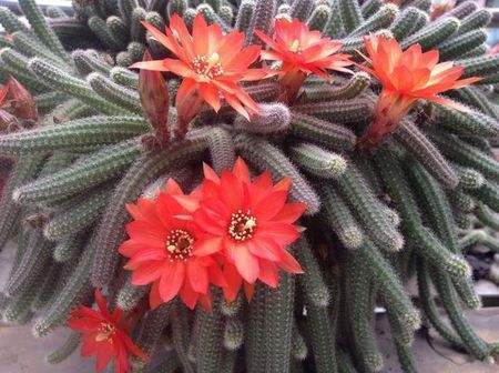 仙人指和蟹爪兰哪个更容易开花,仙人指不怎么开花是怎么回事