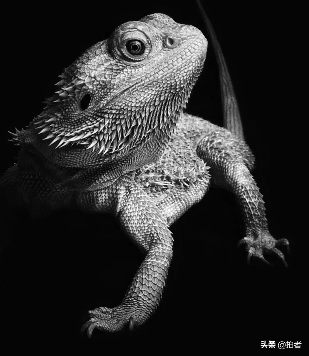 手机摄影天花板机型,手机摄影爱生活