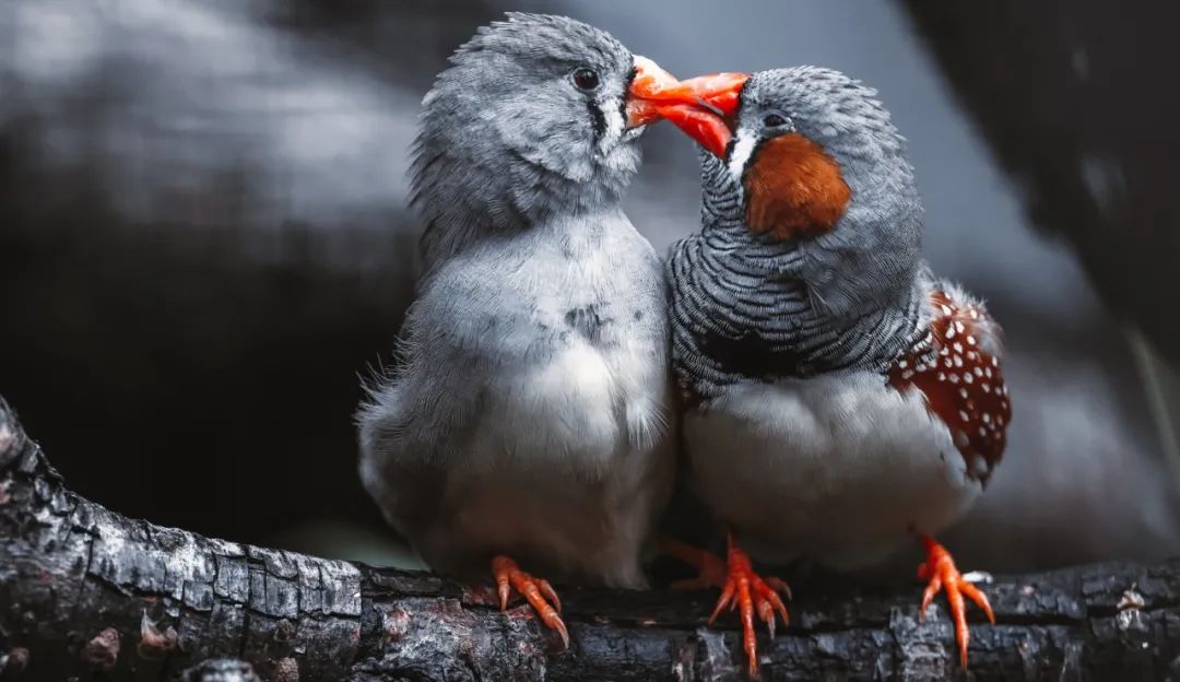 佳能rf100-500mm镜头拍鸟,佳能长焦相机100倍