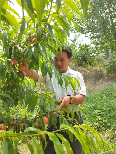 油桃致富,乡村振兴小油桃成为致富果