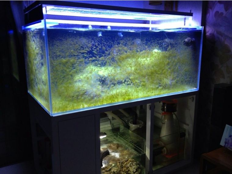 为什么国人对鱼情有独钟,为什么有的人对鱼那么痴迷