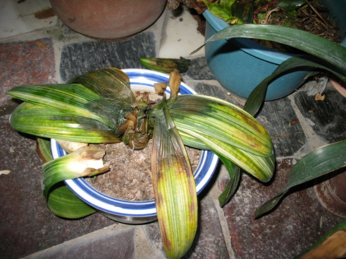 君子兰得了软腐病烂根吗,君子兰软腐病怎么处理