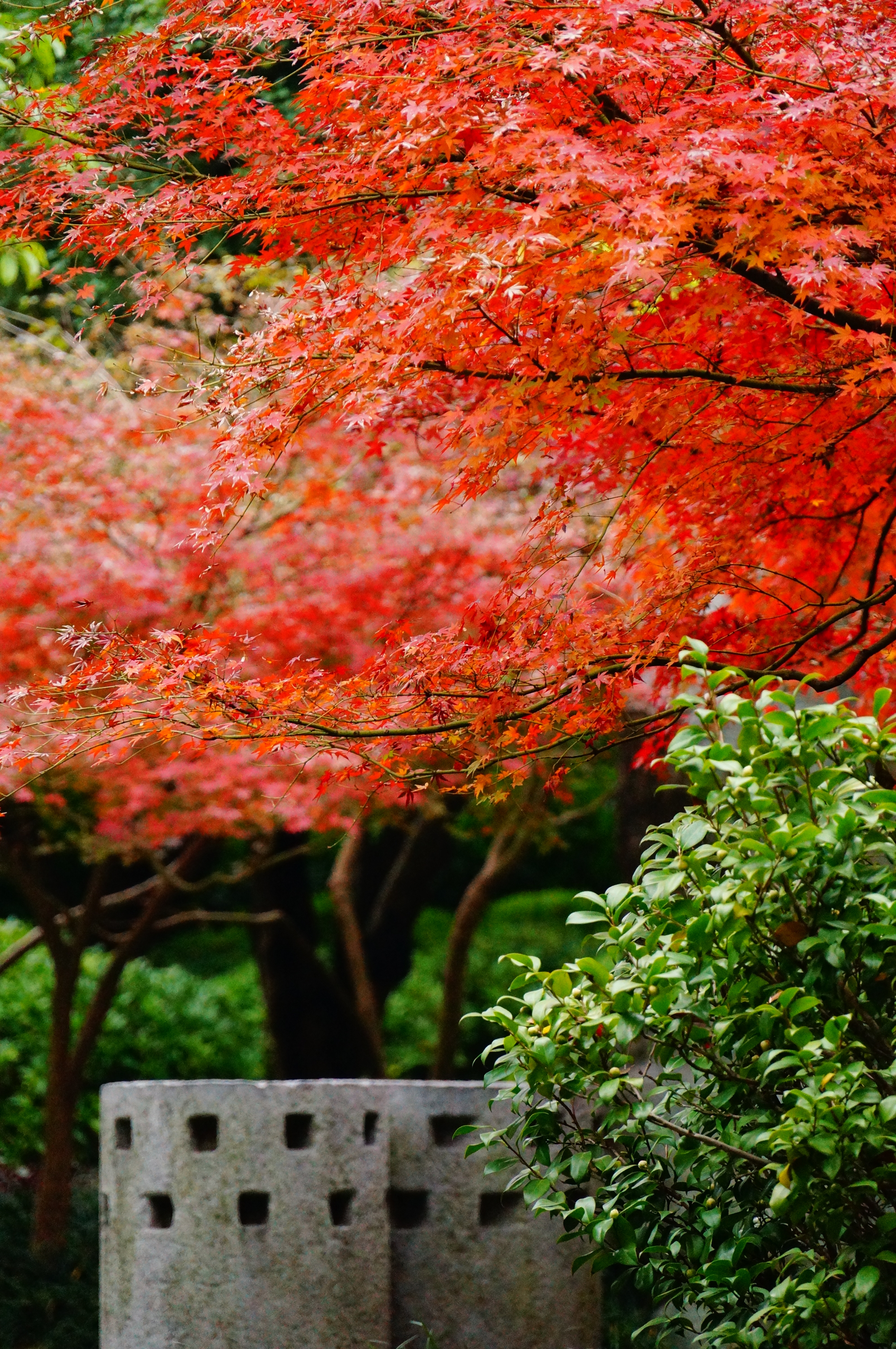 柳州的柳侯公园景色,柳州的秋天美景