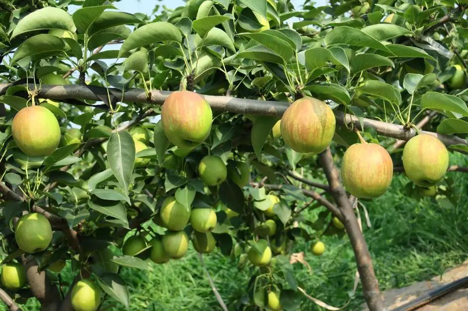 红梨是怎么培育的,红梨树的栽培技术