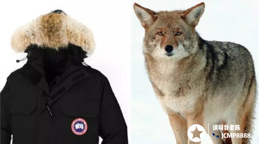 加拿大鹅值这个钱吗,加拿大鹅高版本值得买吗