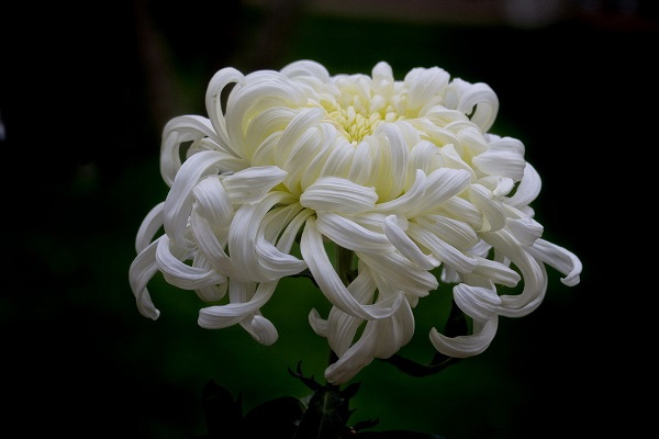 菊花的叶子黄了怎么办,菊花叶子发黄变枯该怎么用药