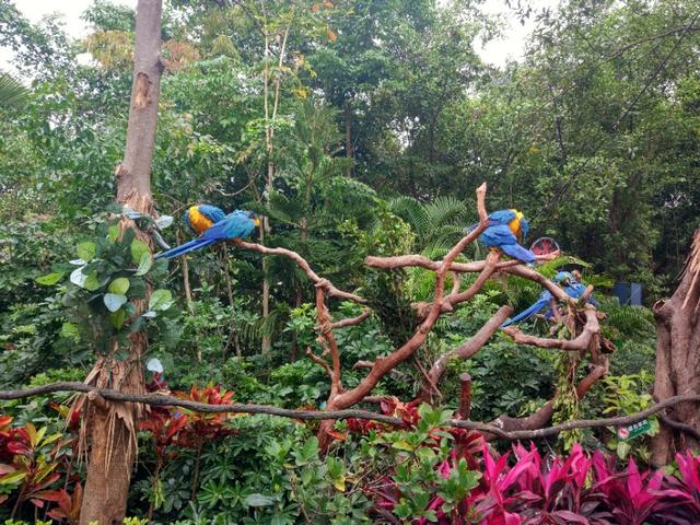 广州长隆野生动物世界二日游,广州长隆野生动物世界步行游览区