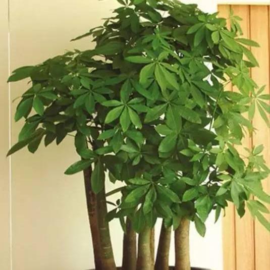 有招财守财寓意的花,招财纳财的花