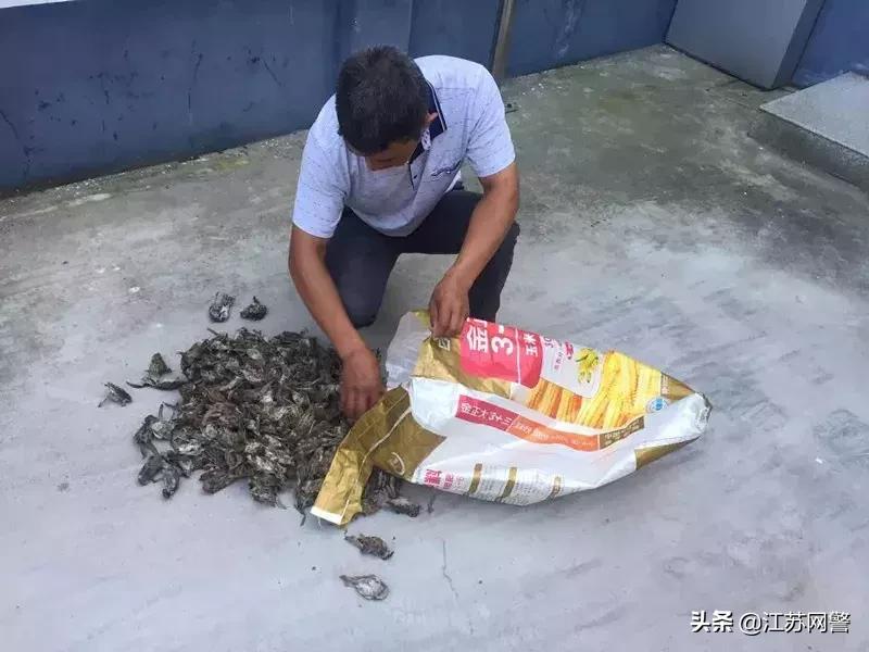 用老鼠药毒死丈夫八年案件,用老鼠药毒死老鼠后老鼠死在哪里