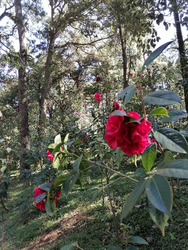 全国四大金殿之首昆明金殿,昆明金殿讲解