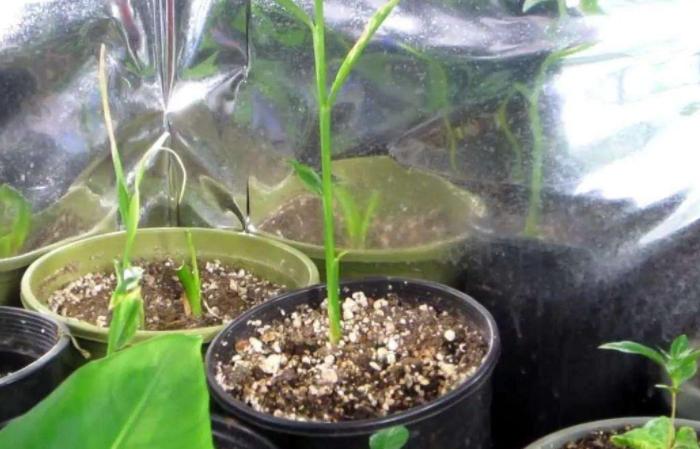 生姜不用买教你在家种植一看就会,家庭种植生姜小技巧