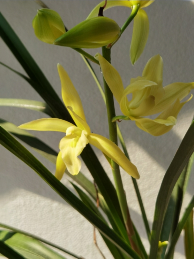 香味浓又勤花的兰花,兰花经典精品欣赏