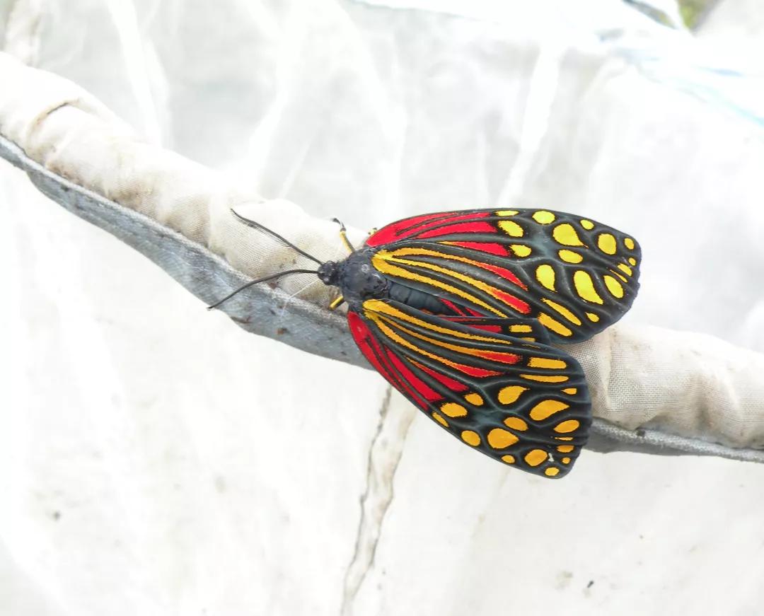 徒步云南虫谷,云南虫谷经典