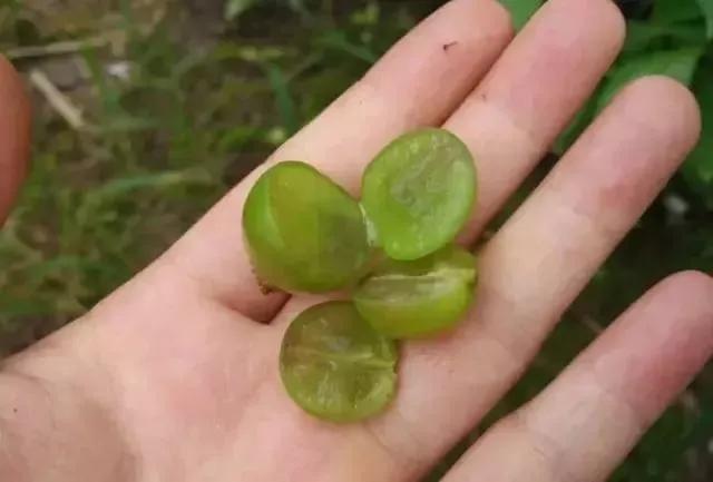 葡萄红蜘蛛病害图片,葡萄病害常用杀菌剂