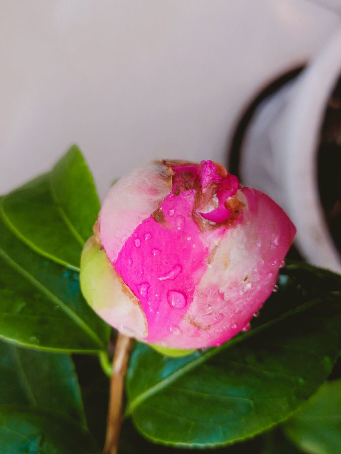 名贵的茶花图片,花中珍品茶花