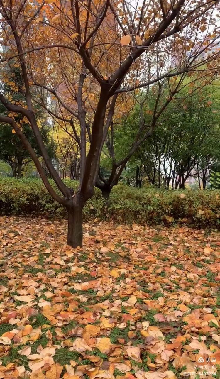 霜降粤语版,霜降粤语歌曲