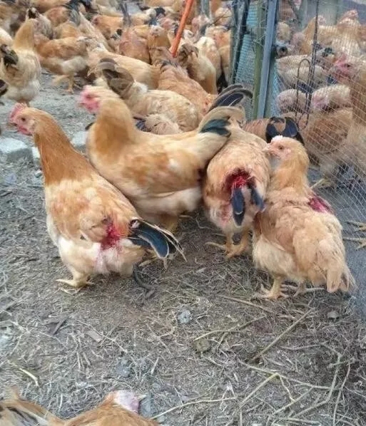 鸡子互啄是什么原因,鸡子互啄身上肉怎么解决