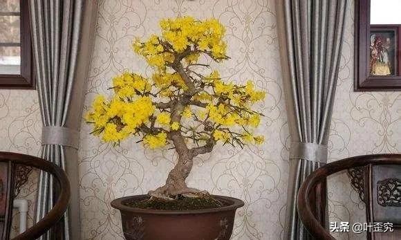 开花盆景怎么修剪,怎么让盆景多开花结果