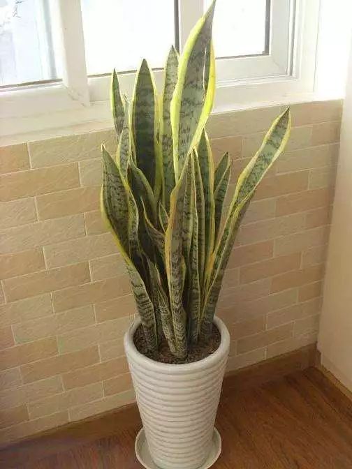 吸油烟和甲醛的植物,住新房有什么植物能去甲醛