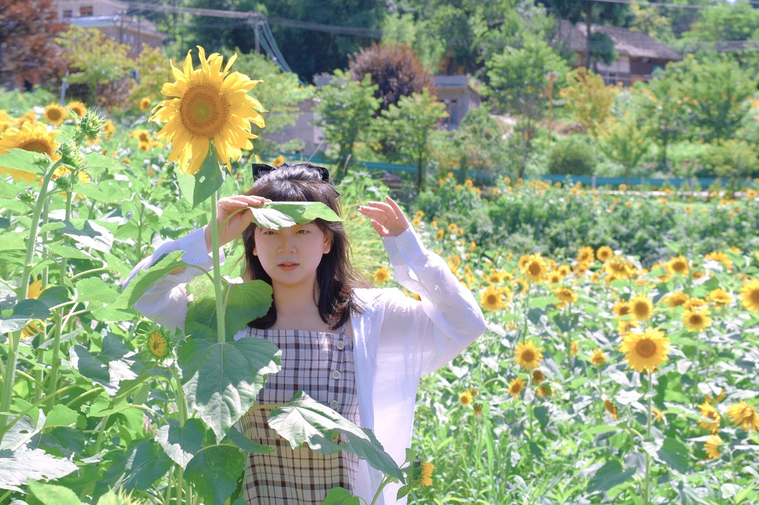 向日葵花海打卡网红地贵阳周边,贵阳白云区向日葵花海