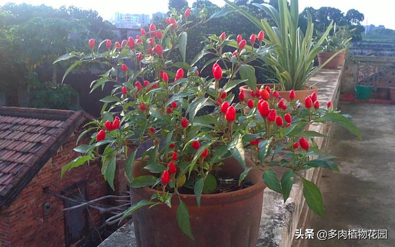 盆栽开花辣椒生虫如何处理,屋里种的辣椒为什么开花不结果呢