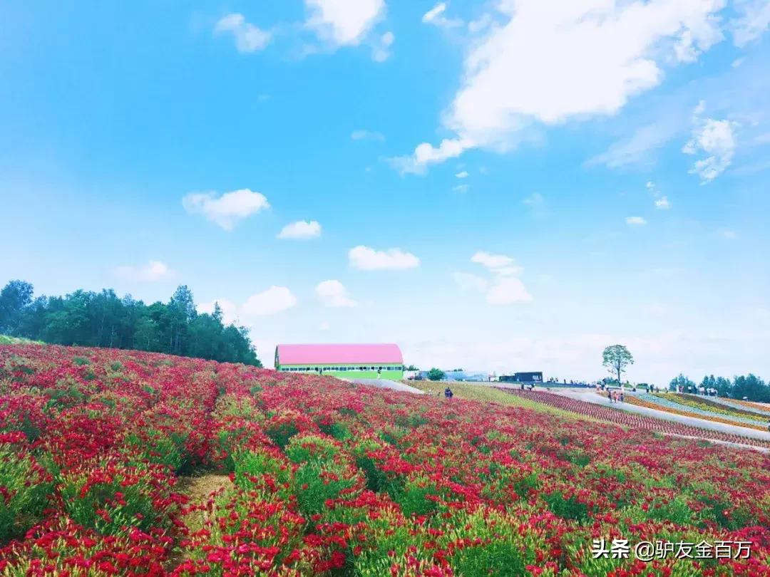 日本签证5月重大便利，“网申”在即！这个好吃好玩好买的地儿