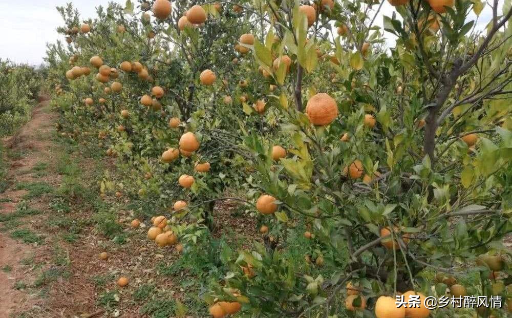 泰国红黑胶囊能治黄龙病吗,红黑胶囊治黄龙病吗