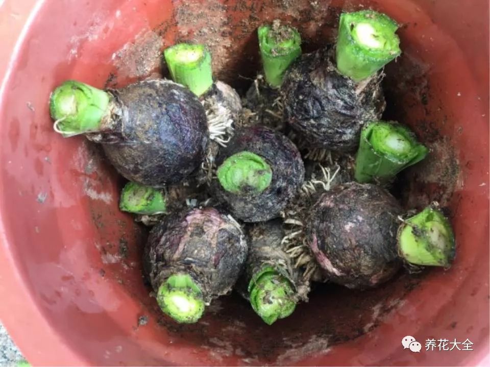 风信子开完花剪掉还会开吗,风信子开完花还可以活吗