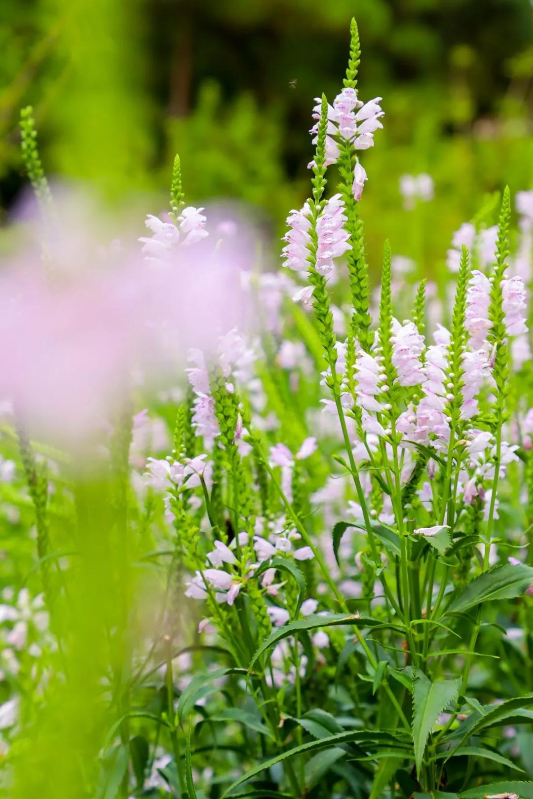 北京人少景美赏秋的公园,北京赏秋中山公园