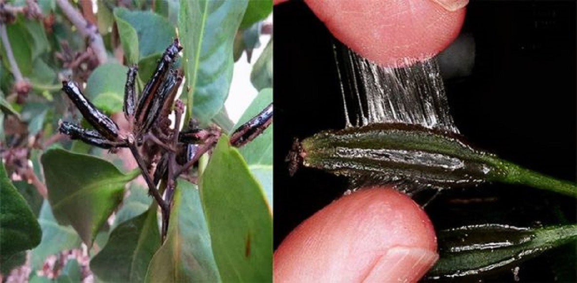 忘了传播种子的使命？捕鸟树被进化带偏，开始以“杀鸟为乐”？