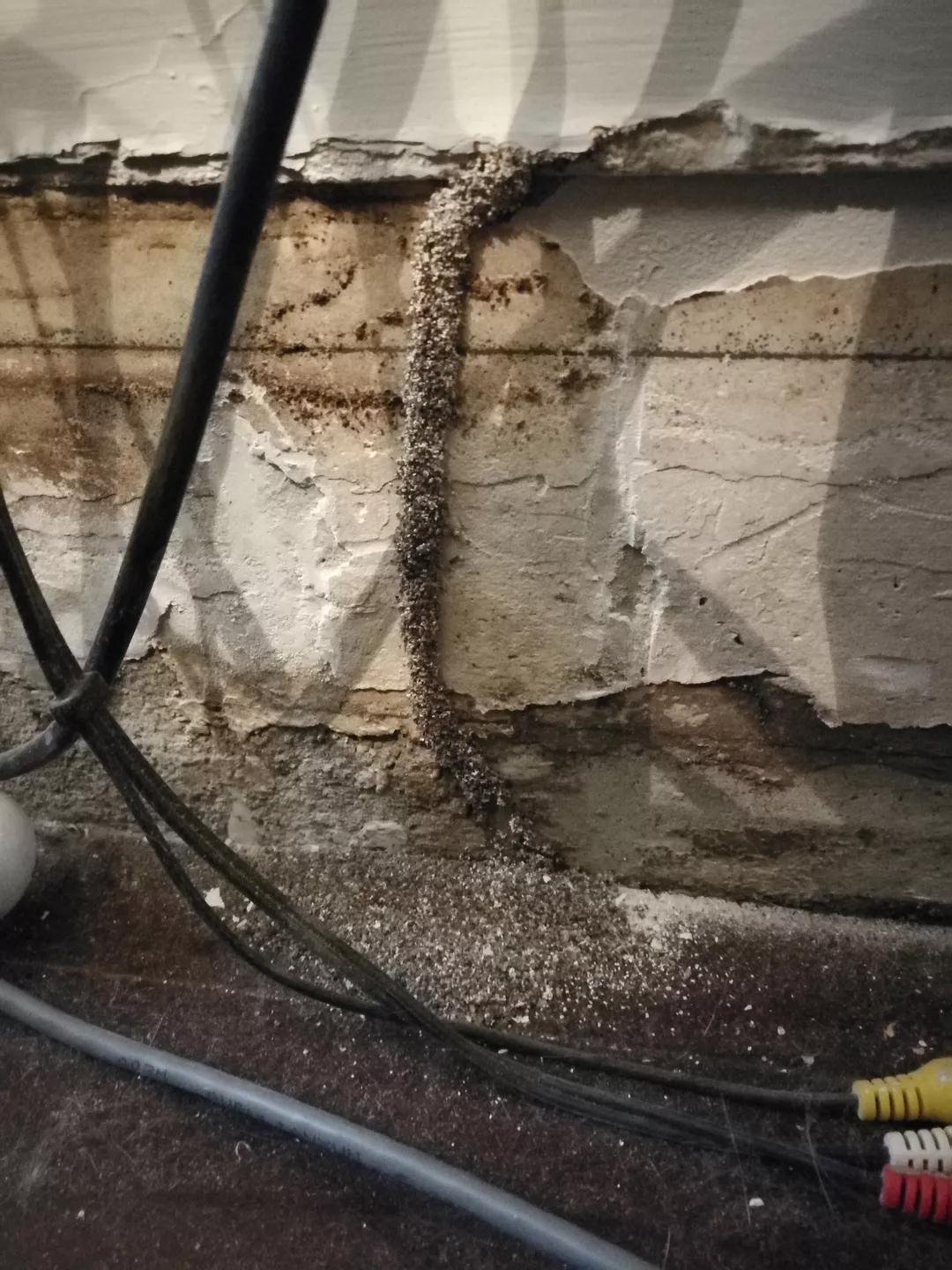 广州白蚁防治中心电话,江都区家庭灭白蚁咨询热线