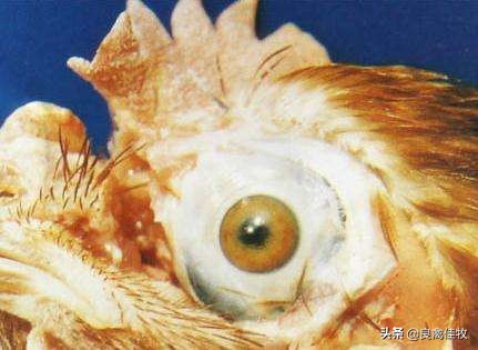 鸡马立克病症状和治疗,鸡马立克氏病讲解