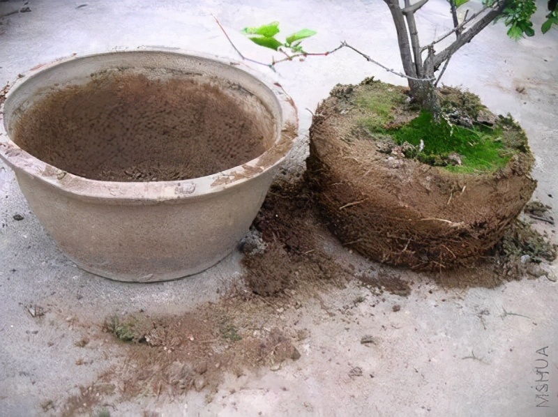 怎么让花盆土壤变酸性土壤呢,花盆土壤快速变疏松最简单方法