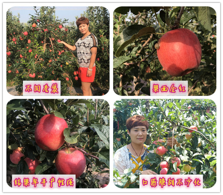 苹果苗新品种鲁丽成熟时间,鲁丽苹果苗短枝与长枝区别