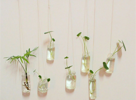 办公室摆件水培植物,办公室水培植物茉莉花