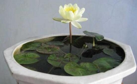 睡莲的水培方法睡莲可以全水养吗,睡莲盆栽种植条件和方法