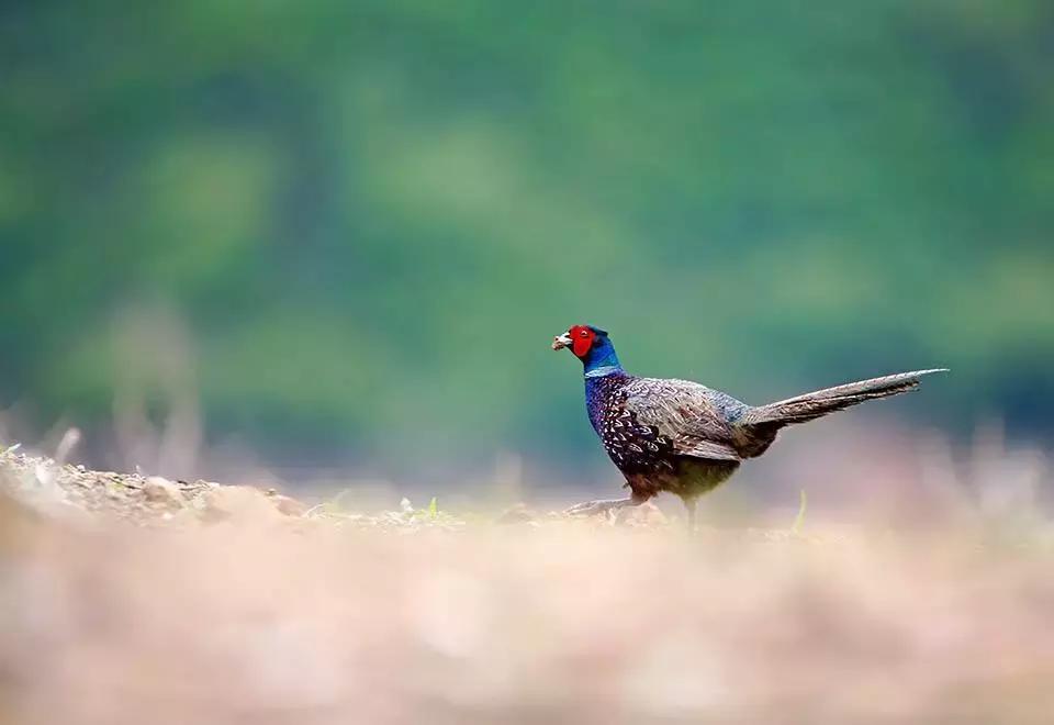 野鸡蛋都在哪里,野鸡蛋和鸡蛋哪个好