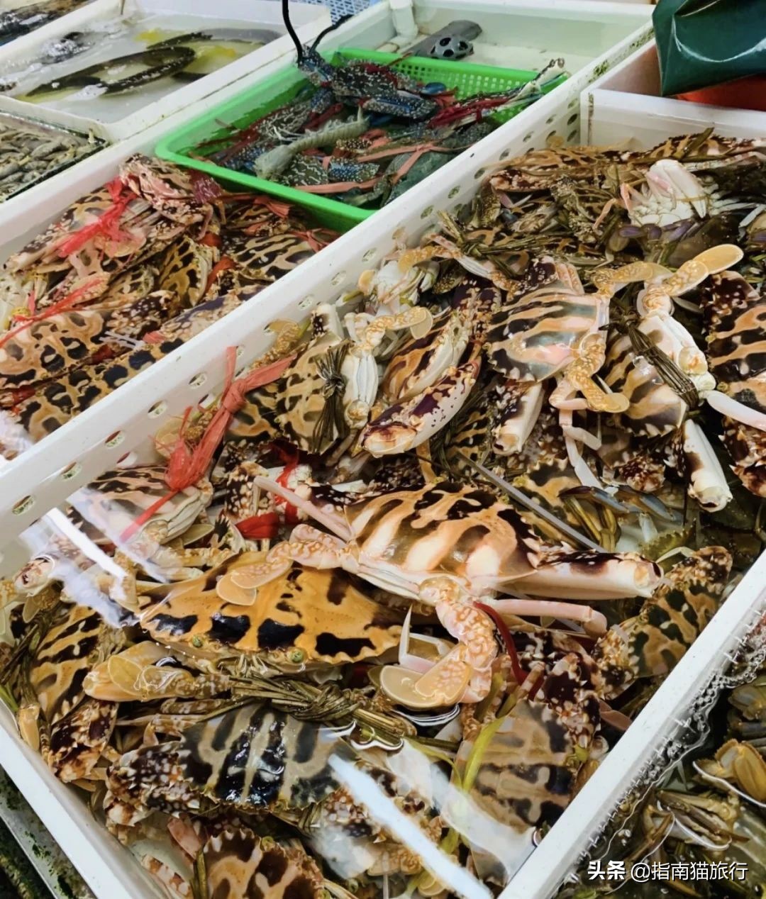 夏天去哪个海边吃海鲜最合适,适合吃货去的海边城市