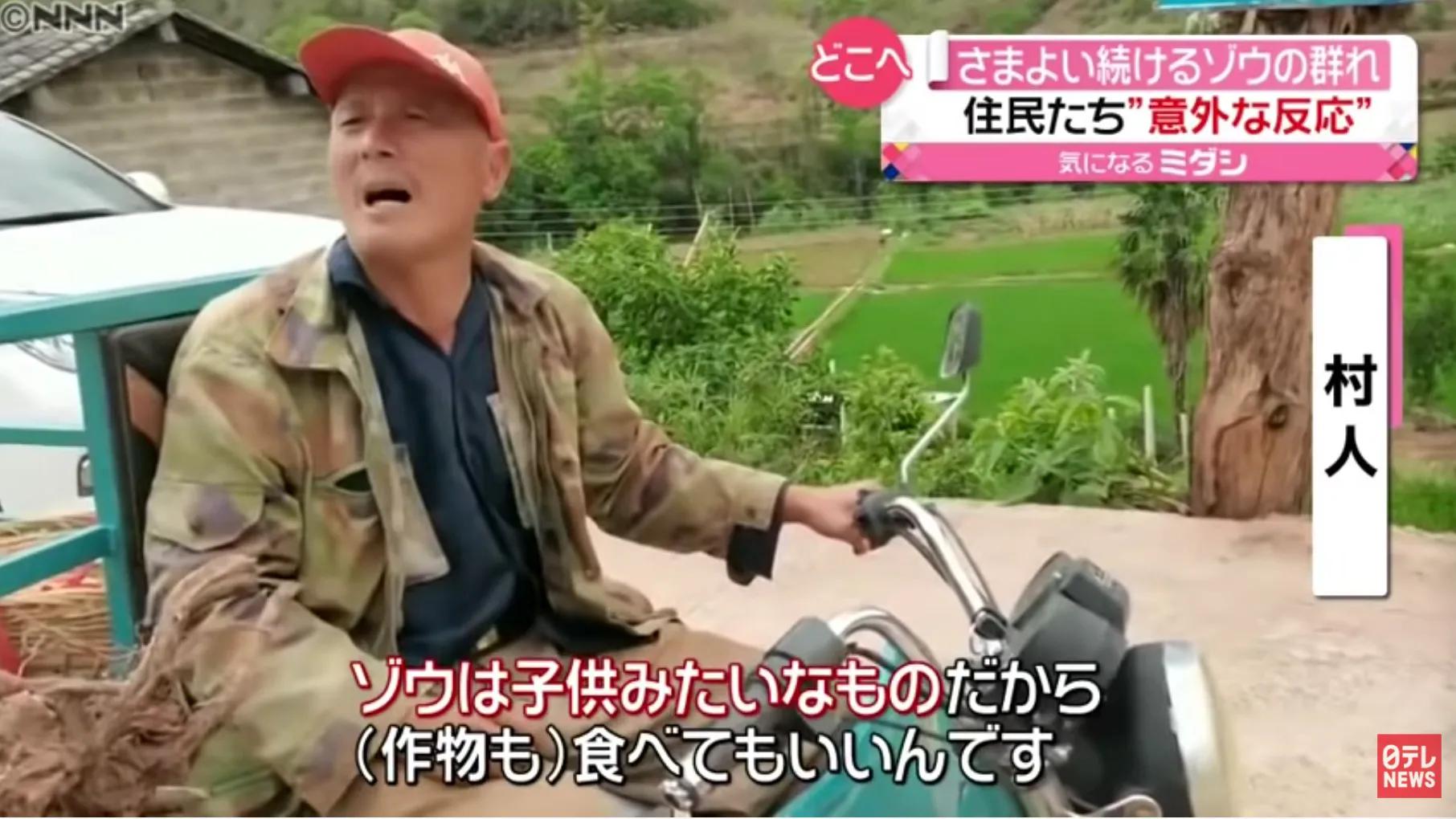 云南大象为什么要向北方迁移,云南的大象现在怎么样了