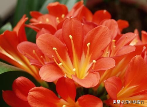 君子兰怎么养才能开得更好,君子兰怎么养才是最好而且能养活