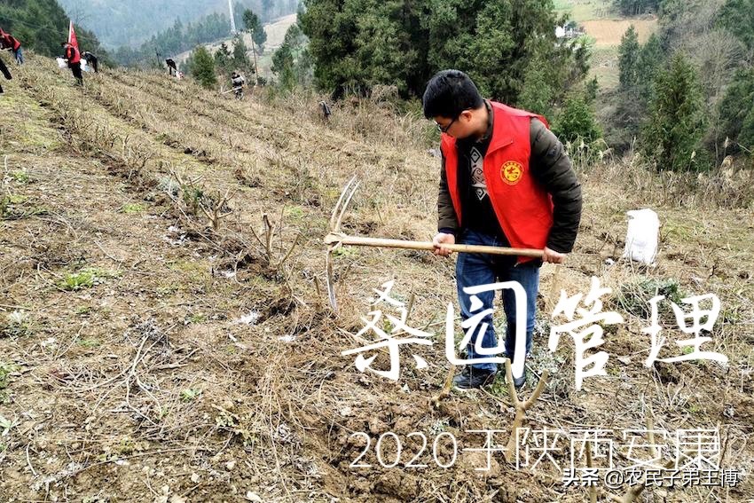 桑葚白果病什么时候防治,桑葚得白果病怎么补救