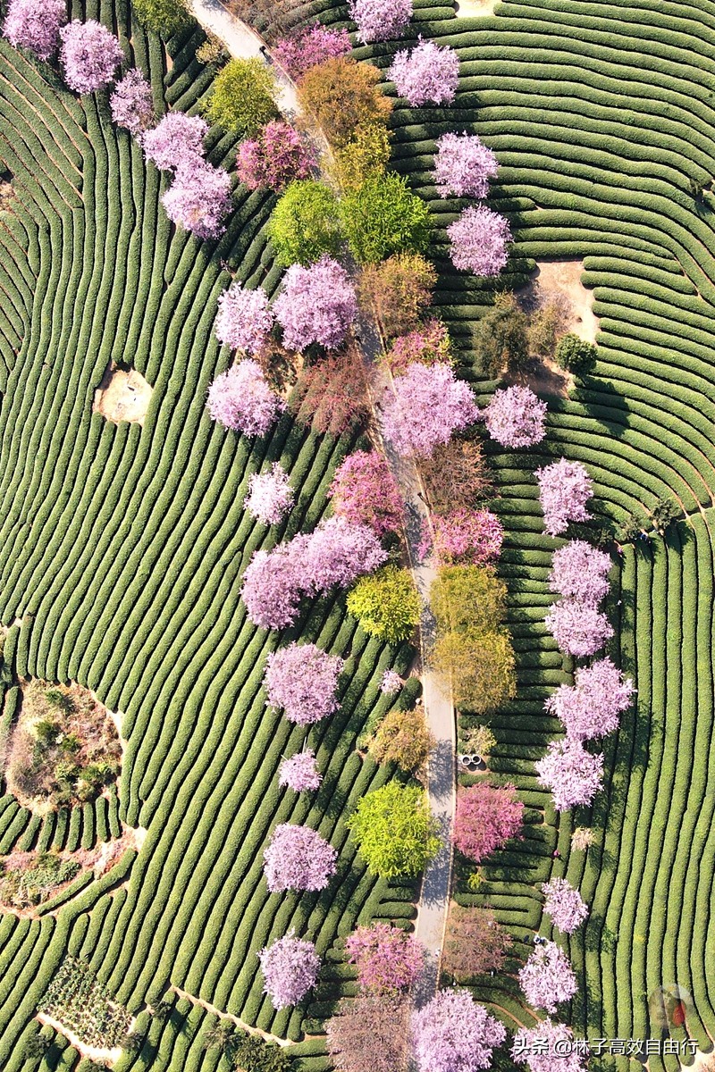 千亩茶山，十里樱花，永福樱花正值颜值巅峰，看完这篇绝不踩坑