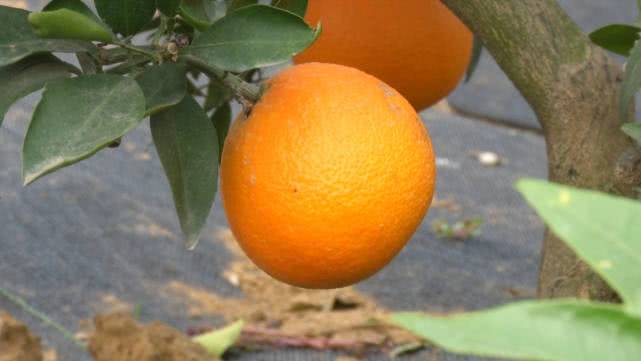 是橘是柚傻傻分不清？一个果子重1斤，1斤卖到30块！棚里种价格再翻一番