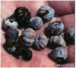 蓝莓枝枯病害图片大全,蓝莓果都有哪些病害