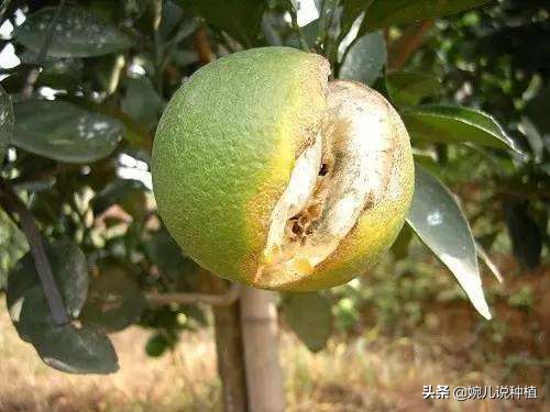 怎么补充钙肥,钙肥怎么补最快最有效