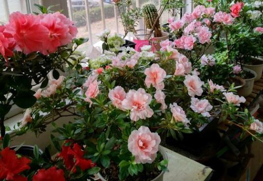 土碱性如何变酸,养花土壤怎么变酸