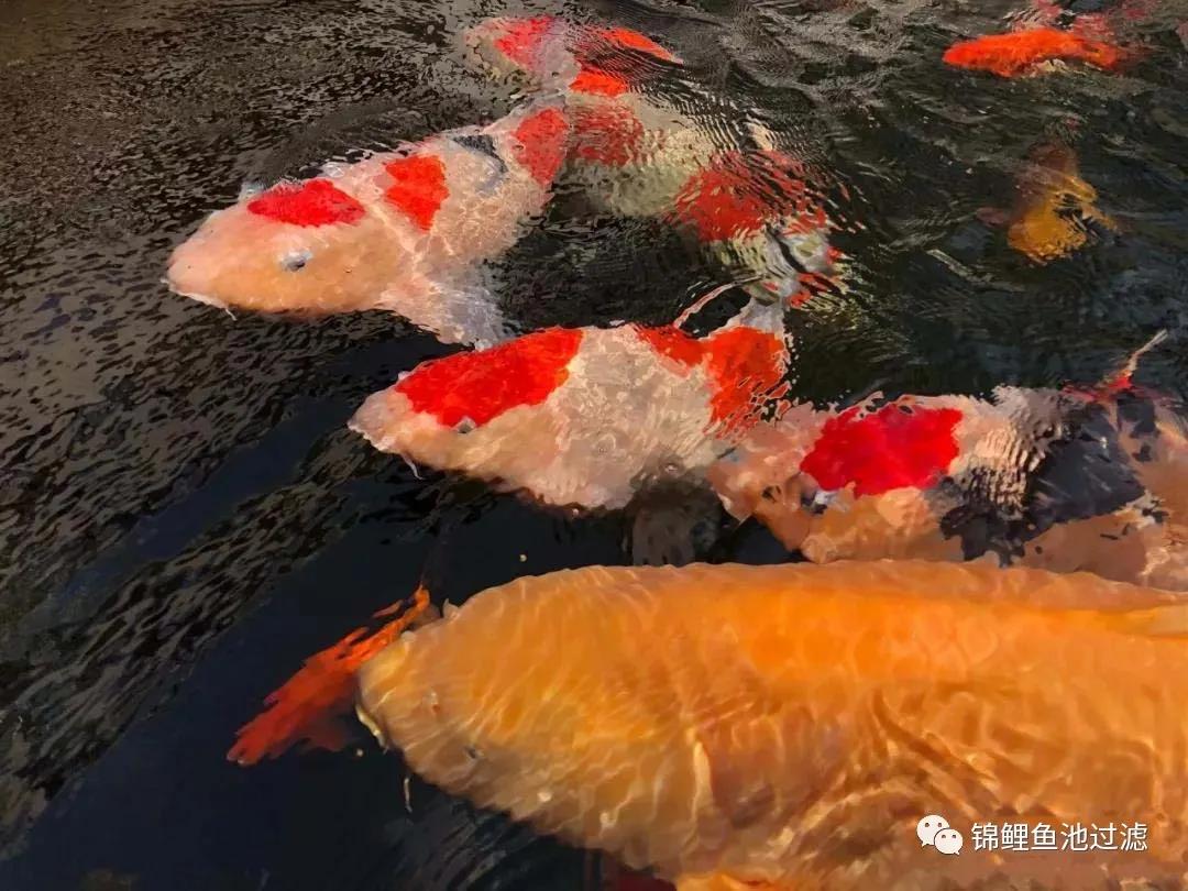 养锦鲤必备的一款鱼池过滤器,锦鲤鱼池过滤器自制方法